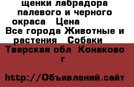 щенки лабрадора палевого и черного окраса › Цена ­ 30 000 - Все города Животные и растения » Собаки   . Тверская обл.,Конаково г.